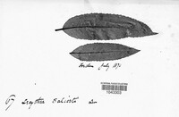 Melampsora epitea var. reticulatae image